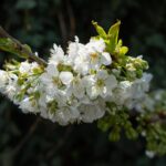 Cseresznyefa virágzat makró tavasz