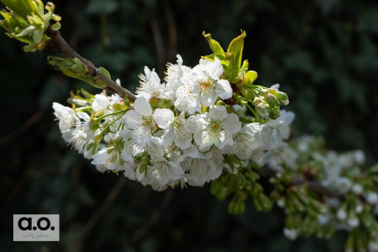 Cseresznyefa virágzat
